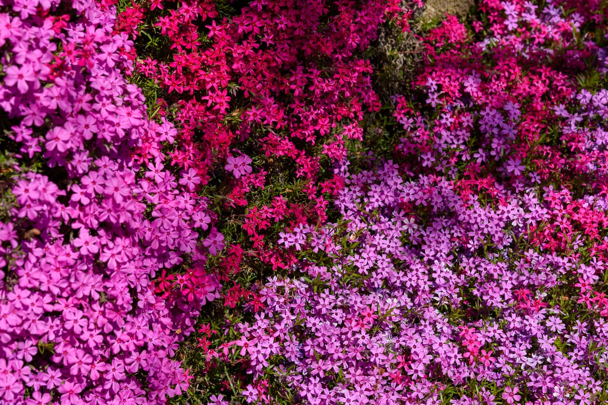 Hirotana Moss Phlox Festival