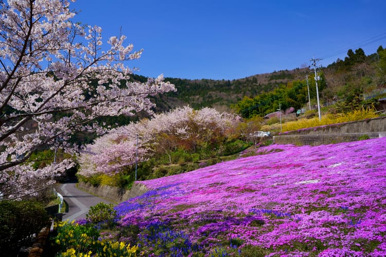 廣棚芝櫻祭 1