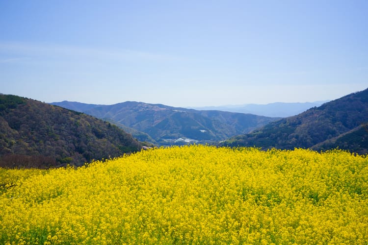 廣棚芝櫻祭 2