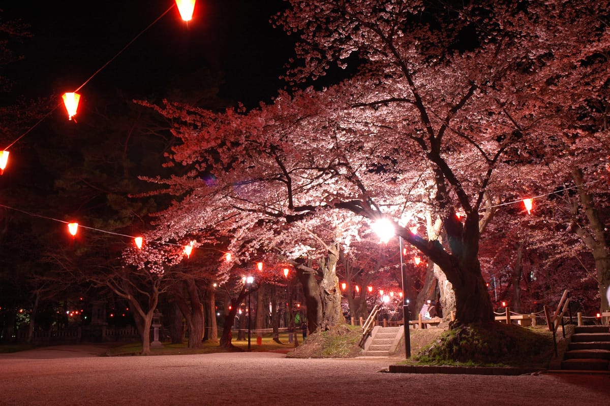 Senshu Park Cherry Blossom Festival