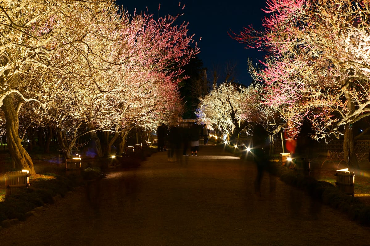 夜梅祭(偕乐园・弘道馆)