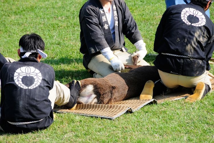 鹿の角切り(奈良公園鹿苑)