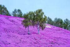 Tourist destination images of Higashimokoto Shibazakura Park(1)