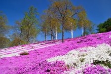 Tourist destination images of Higashimokoto Shibazakura Park(1)