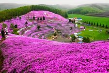 Tourist destination images of Higashimokoto Shibazakura Park(3)