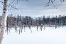 Tourist destination images of Shirogane Blue Pond(2)