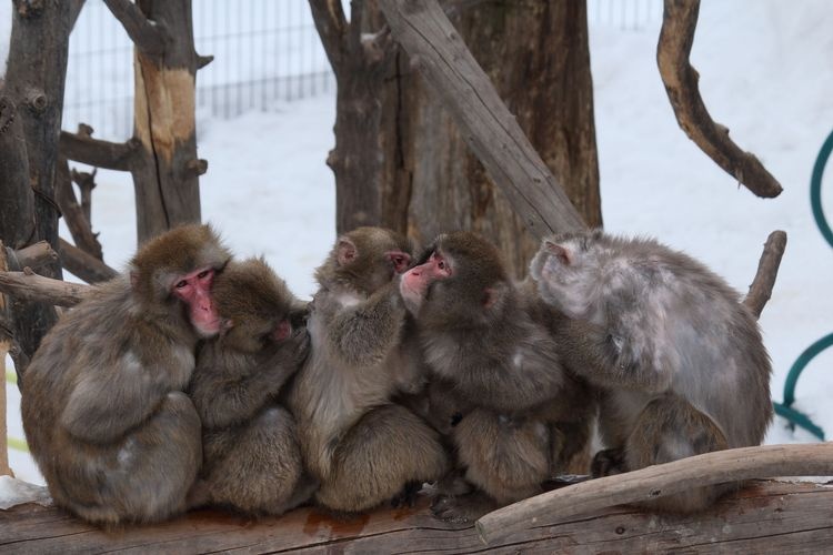 Asahiyama Zoo