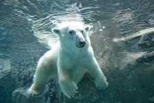 Tourist destination images of Asahiyama Zoo(2)