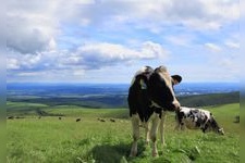 Tourist destination images of Naitai Highland Ranch(1)