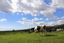 Tourist destination images of Naitai Highland Ranch(3)