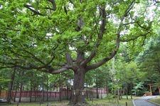 Tourist destination images of Hokkaido Shrine(4)