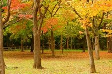 Tourist destination images of Maruyama Park(2)