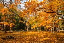 Tourist destination images of Maruyama Park(3)