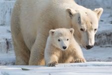 Tourist destination images of Maruyama Zoo(2)