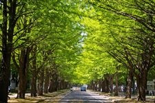 Tourist destination images of Hokkaido University(4)