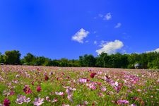 Tourist destination images of Kokuei Takino Suzuran Hillside Park(2)