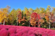 Tourist destination images of Kokuei Takino Suzuran Hillside Park(4)