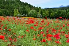 Tourist destination images of Kokuei Takino Suzuran Hillside Park(5)