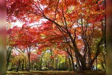 Tourist destination images of Lake Shikotsu(5)