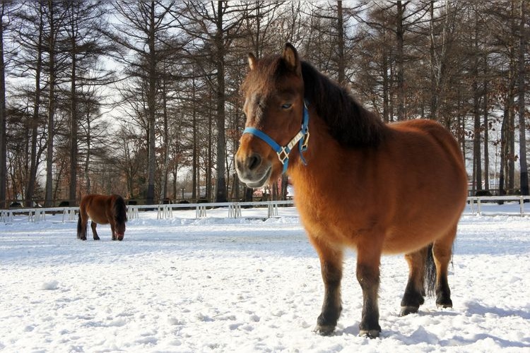 Tourist destination images of Northern Horse Park(4)