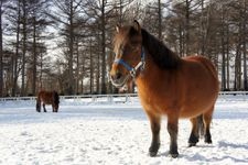 Tourist destination images of Northern Horse Park(4)