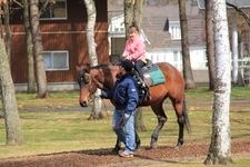 Tourist destination images of Northern Horse Park(3)