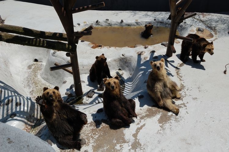 Tourist destination images of Noboribetsu Bear Ranch(2)