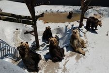Tourist destination images of Noboribetsu Bear Ranch(2)