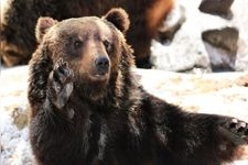 Tourist destination images of Noboribetsu Bear Ranch(3)