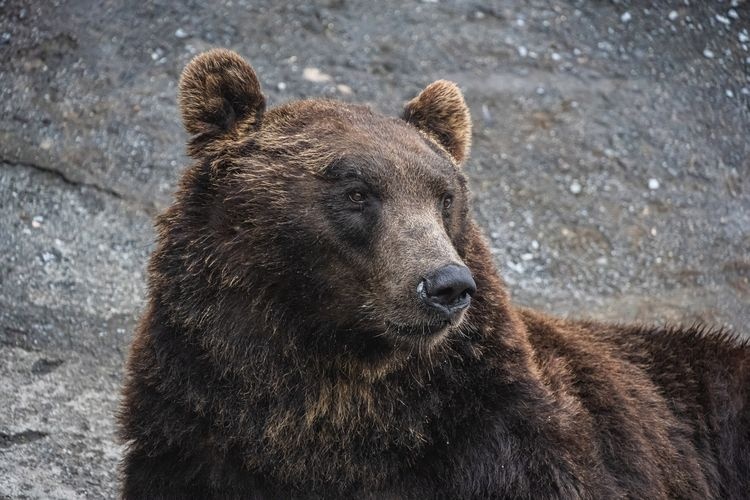 Noboribetsu Bear Ranch