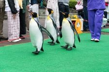 Tourist destination images of Noboribetsu Marine Park Nixe(4)
