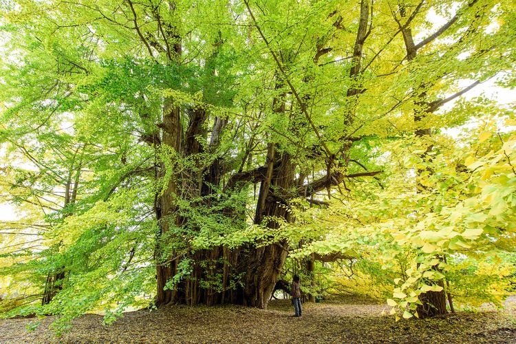 Kitakanezawa's Great Ginkgo Tree