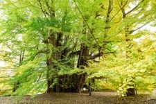 Tourist destination images of Kitakanezawa's Great Ginkgo Tree(1)