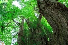 Tourist destination images of Kitakanezawa's Great Ginkgo Tree(2)