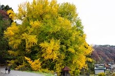 Tourist destination images of Kitakanezawa's Great Ginkgo Tree(3)