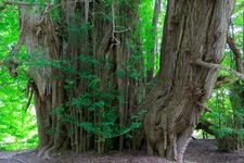 Tourist destination images of Kitakanezawa's Great Ginkgo Tree(4)