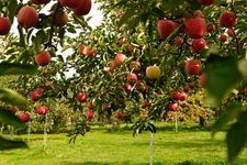 Tourist destination images of Hirosaki City Apple Park(2)