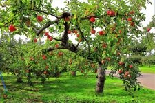 Tourist destination images of Hirosaki City Apple Park(4)