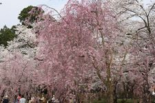 Tourist destination images of Sannohe Castle Ruins Jōzan Park (National Historic Site)(2)