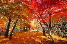 Tourist destination images of Morioka Castle Ruins Park (Iwate Park)(2)