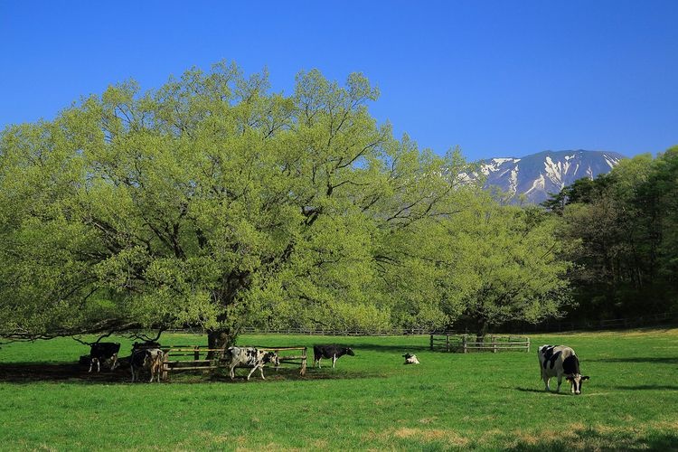 Koiwai Farm