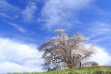 Tourist destination images of Tameuchi's Single Cherry Blossom Tree(3)