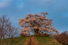 Tourist destination images of Tameuchi's Single Cherry Blossom Tree(1)