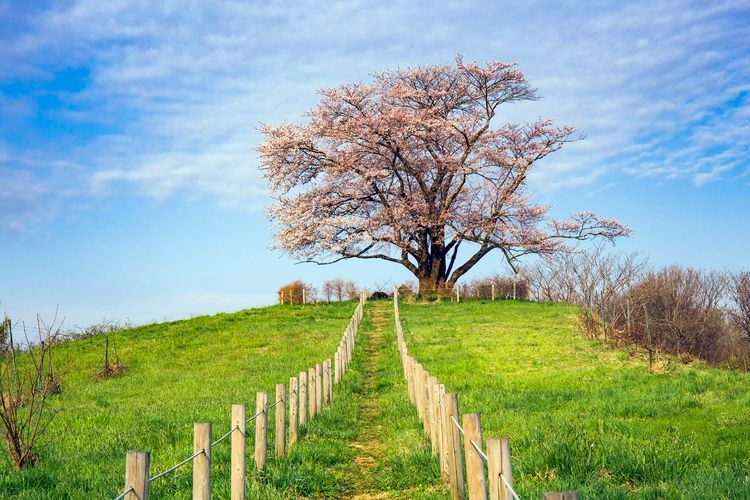 Tameuchi's Single Cherry Blossom Tree