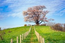 Tourist destination images of Tameuchi's Single Cherry Blossom Tree(1)