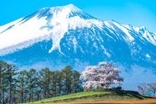 Tourist destination images of Tameuchi's Single Cherry Blossom Tree(2)