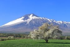 Tourist destination images of Kamibou Makino's Single Cherry Blossom Tree(2)