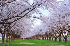 Tourist destination images of Mizusawa Racecourse(2)