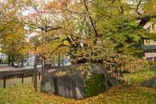 Tourist destination images of Ishiwari-zakura (Cherry Blossom in a Rock Crack)(1)