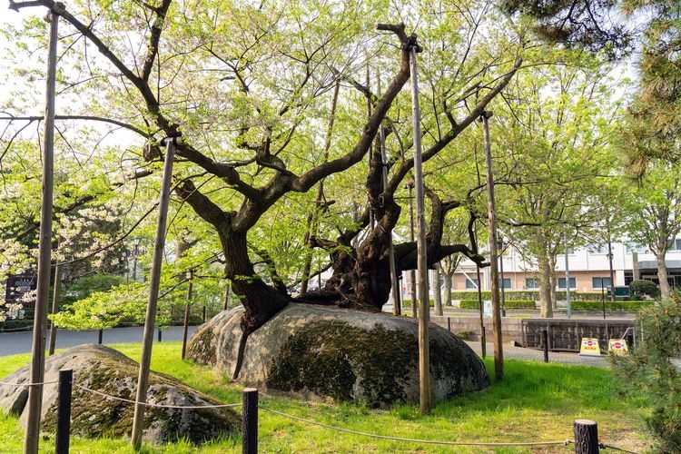 Ishiwari-zakura (Cherry Blossom in a Rock Crack)